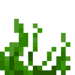 Seaweed