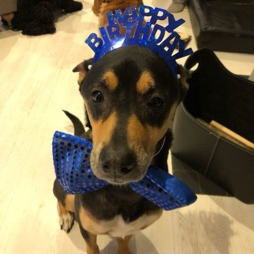 Viggo