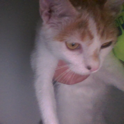 Jacky